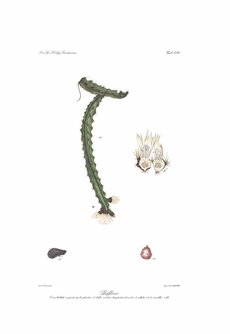 no HD illustration available (m1)