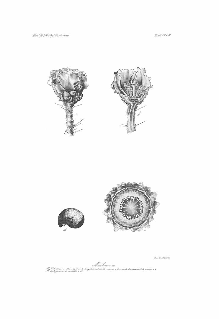 no HD illustration available (m1)