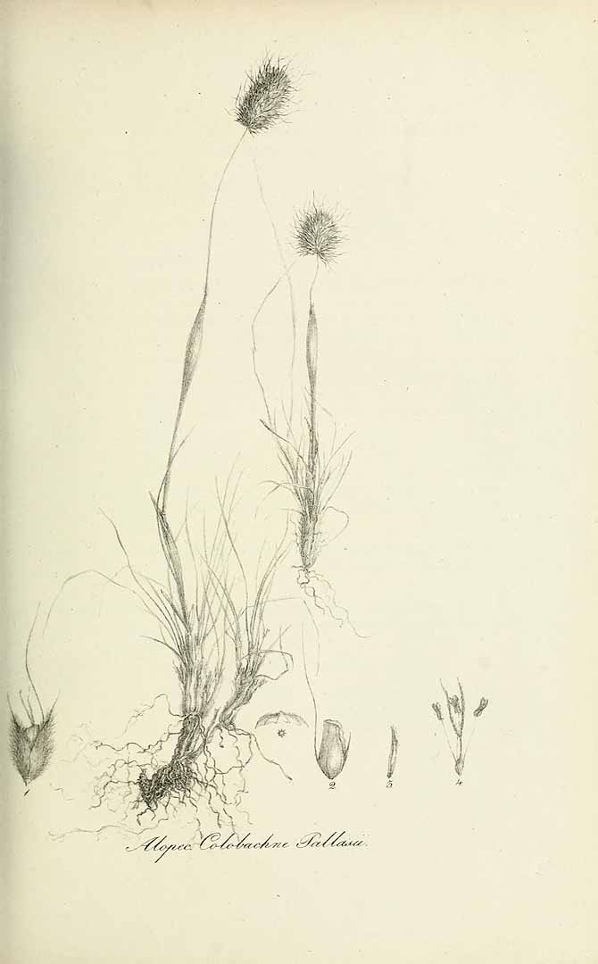 no HD illustration available (m5)