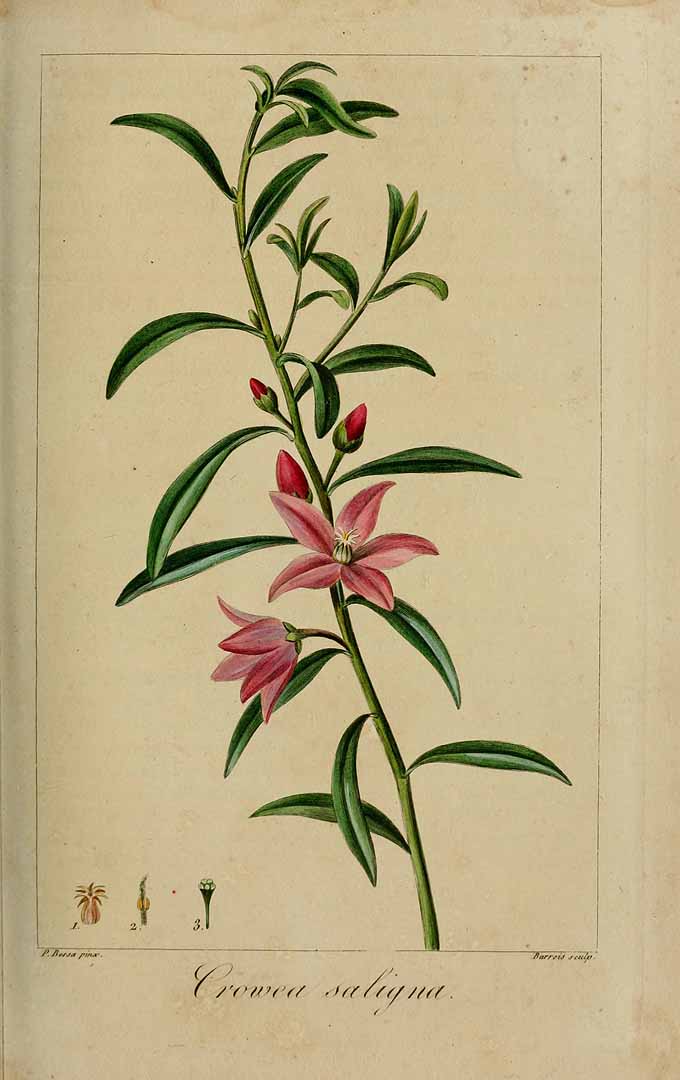no HD illustration available (m1)