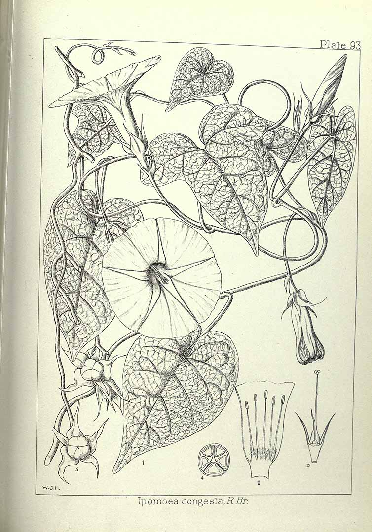 no HD illustration available (m1)