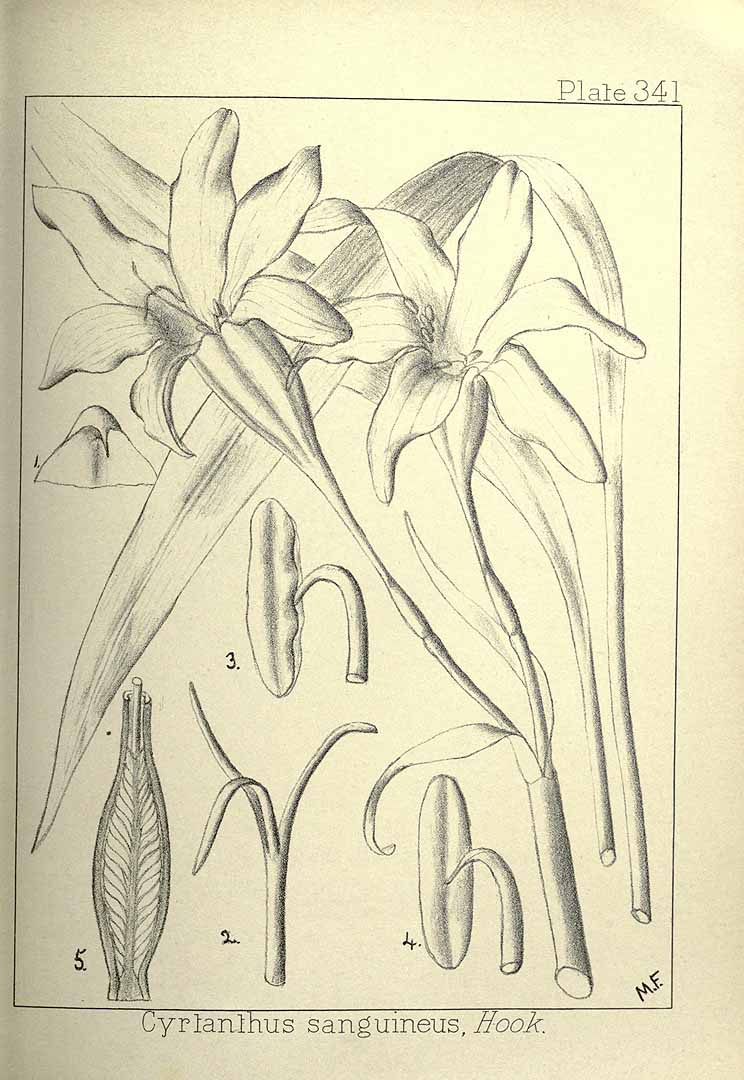 no HD illustration available (m1)