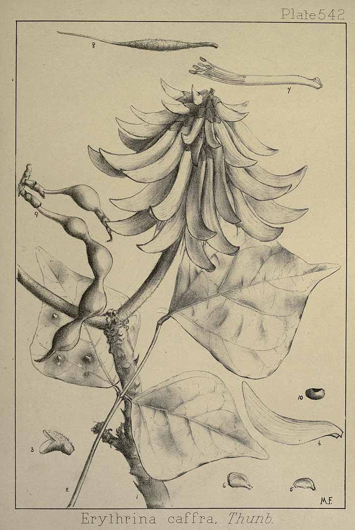 no HD illustration available (m1)