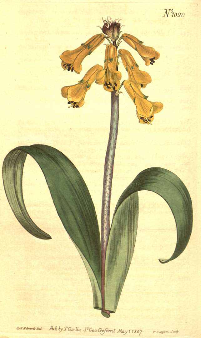 no HD illustration available (m1)