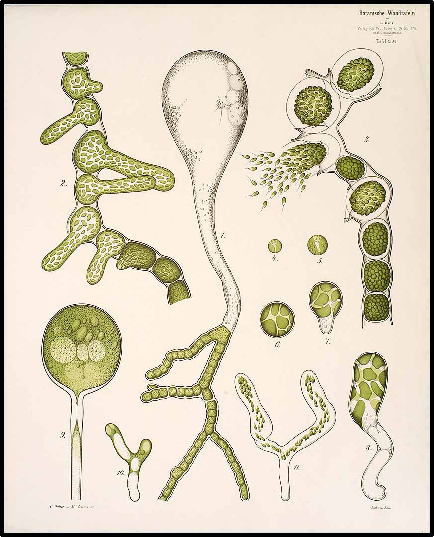 no HD illustration available (m4)