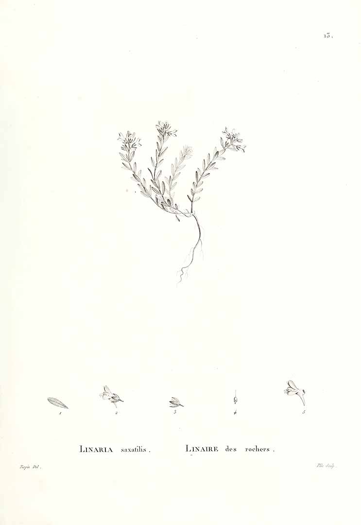 no HD illustration available (m1)