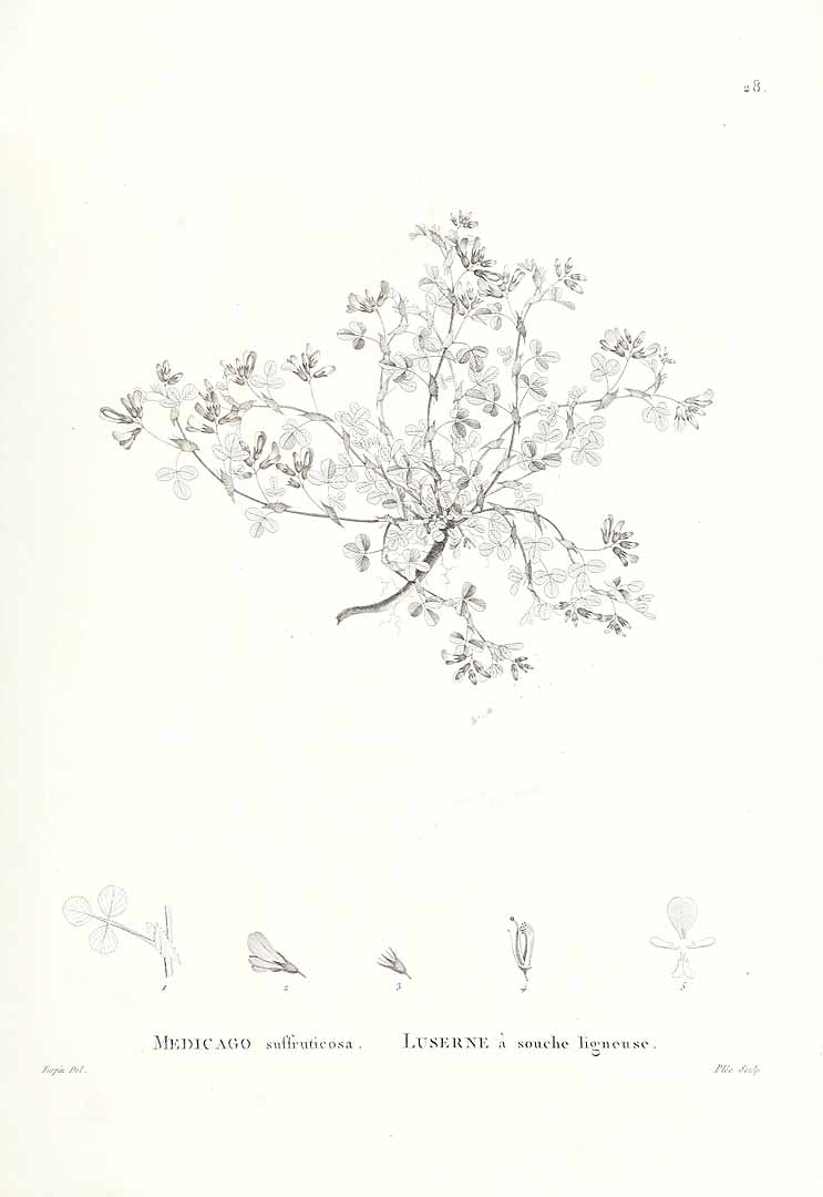 no HD illustration available (m1)