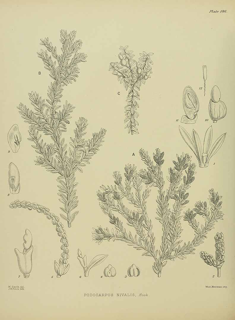 no HD illustration available (m3)