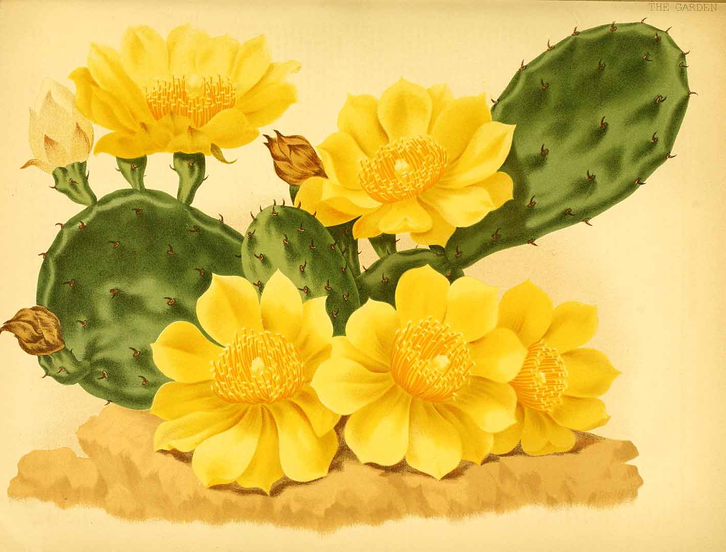 no HD illustration available (m2)