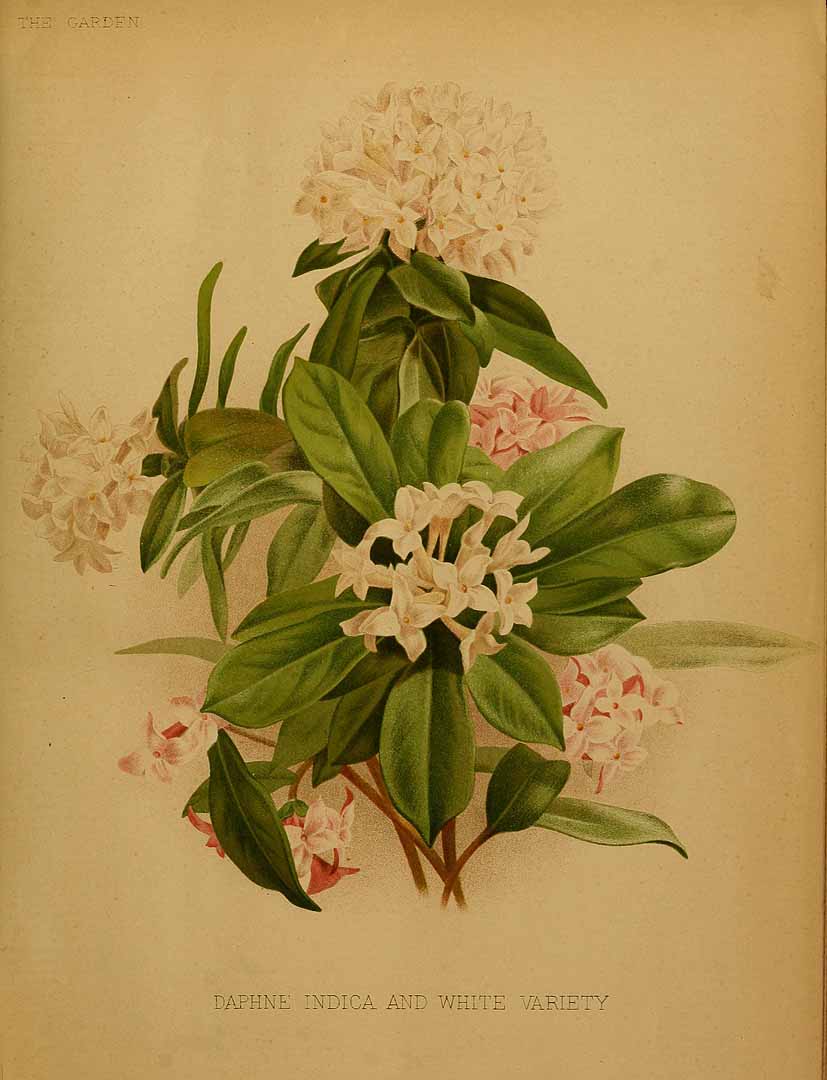 no HD illustration available (m1)