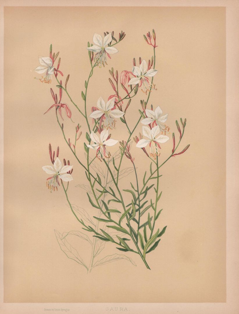 no HD illustration available (m1)
