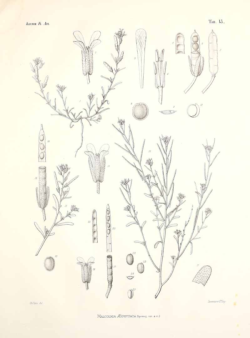 no HD illustration available (m3)
