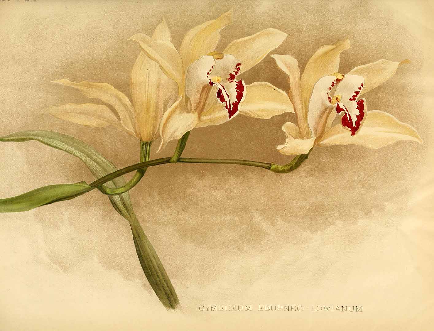 no HD illustration available (m2)