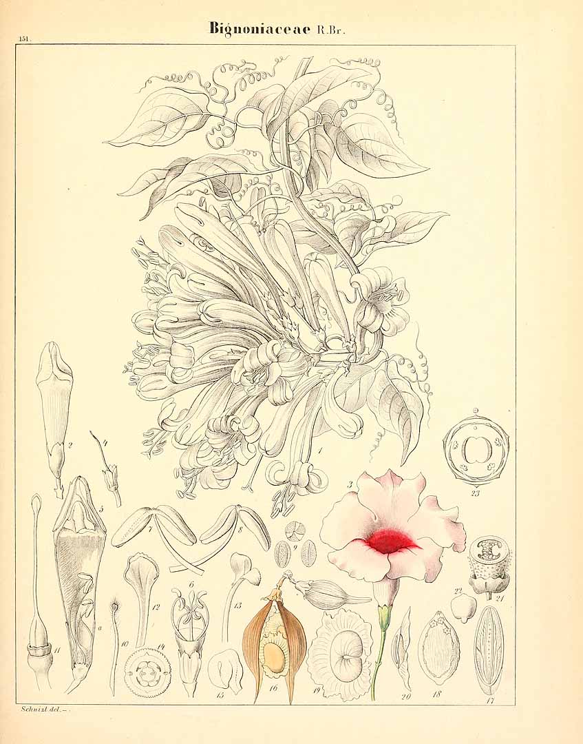 no HD illustration available (m3)