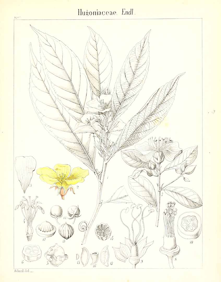 no HD illustration available (m5)