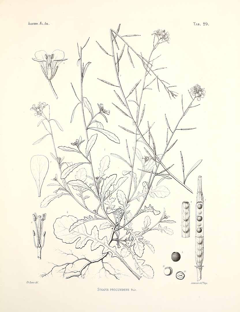 no HD illustration available (m1)