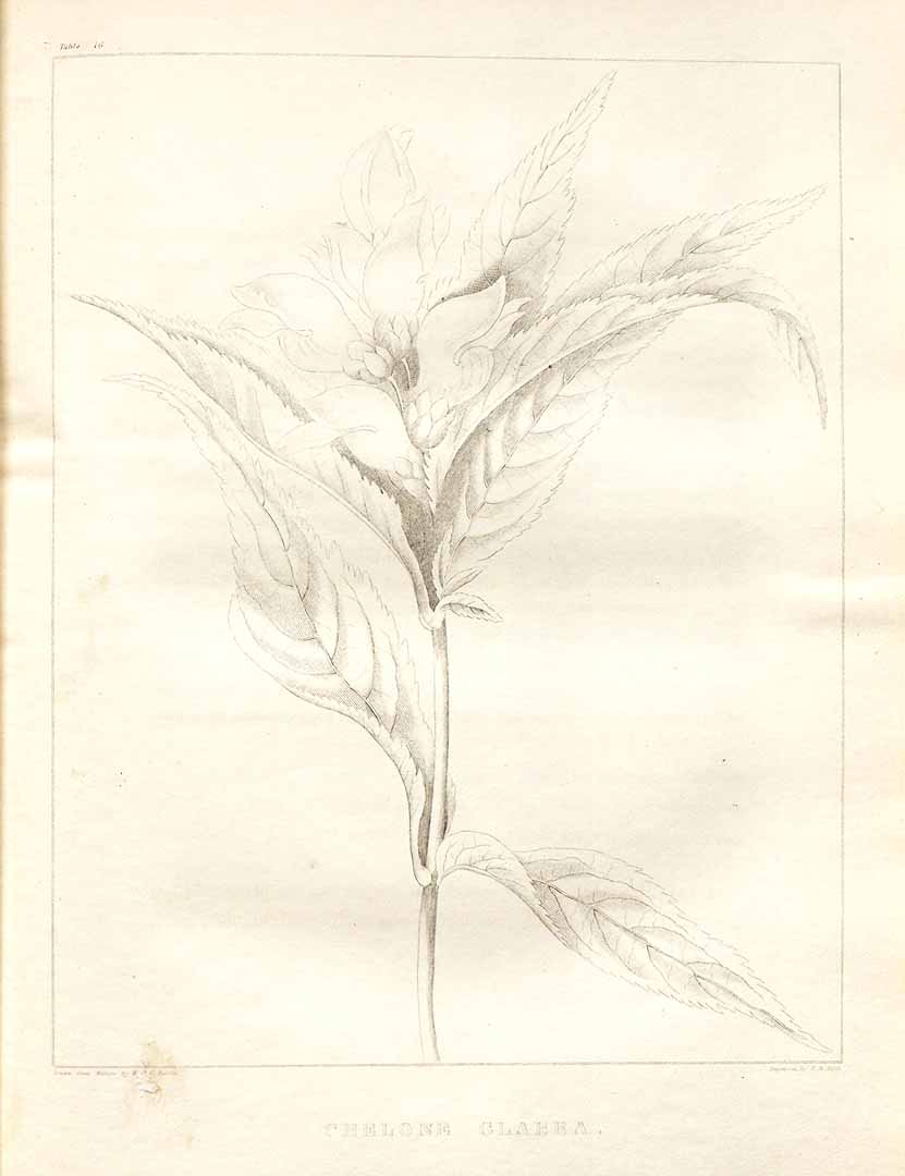 no HD illustration available (m3)