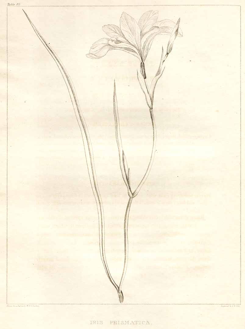 no HD illustration available (m3)