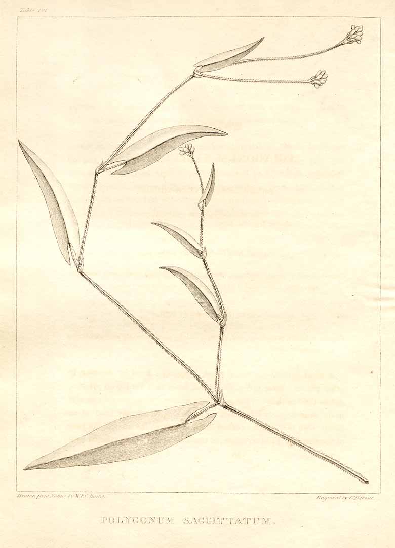 no HD illustration available (m3)