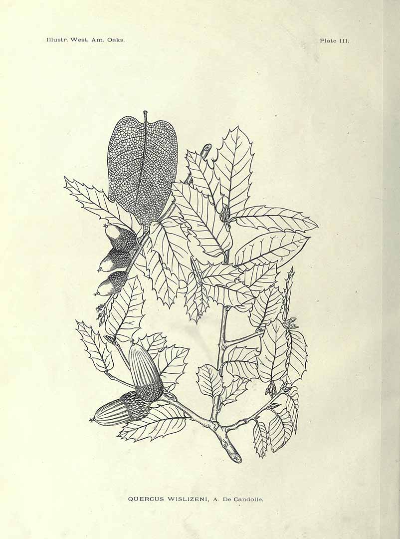no HD illustration available (m3)