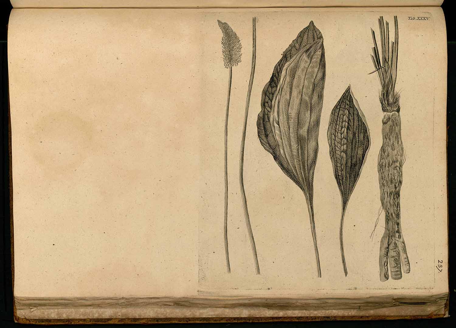 no HD illustration available (m5)