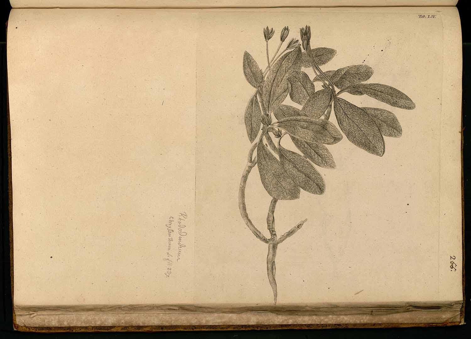 no HD illustration available (m2)