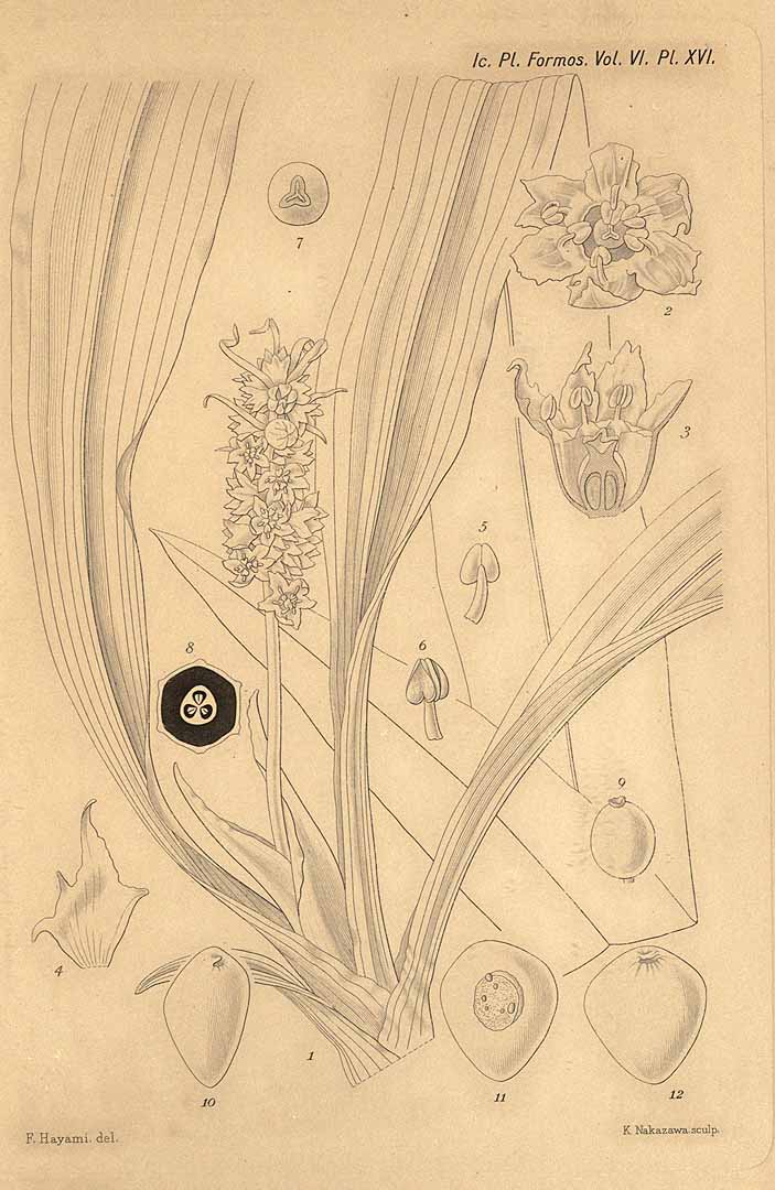 no HD illustration available (m3)