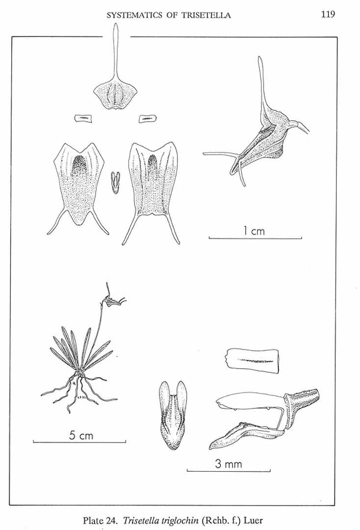 no HD illustration available (m5)
