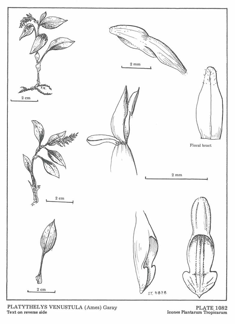 no HD illustration available (m5)