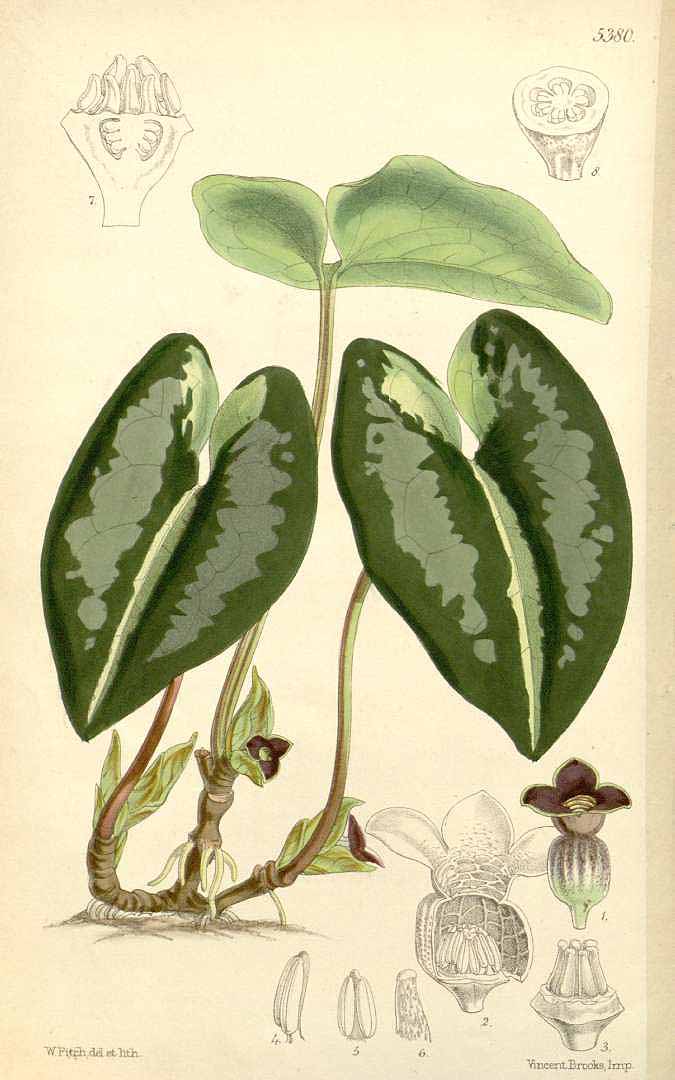 no HD illustration available (m1)