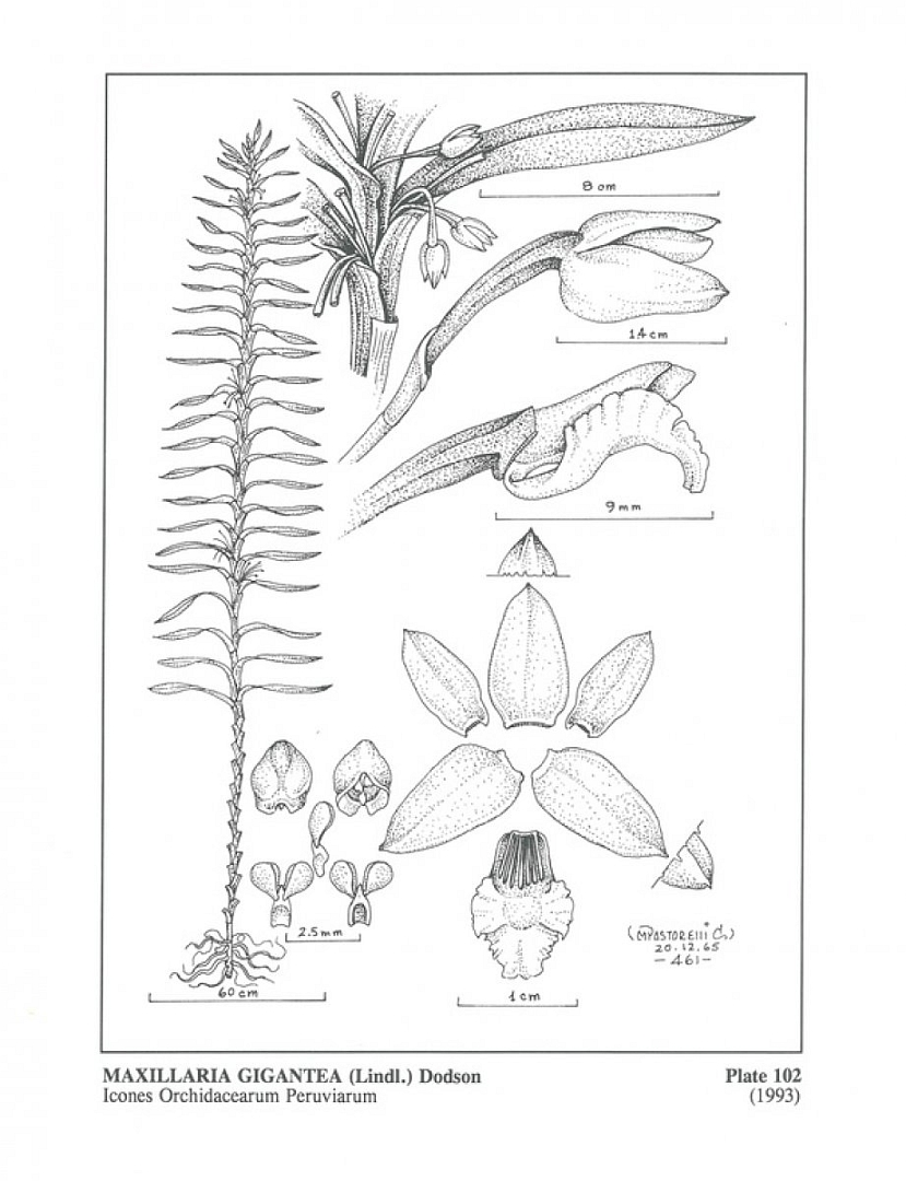 no HD illustration available (m3)