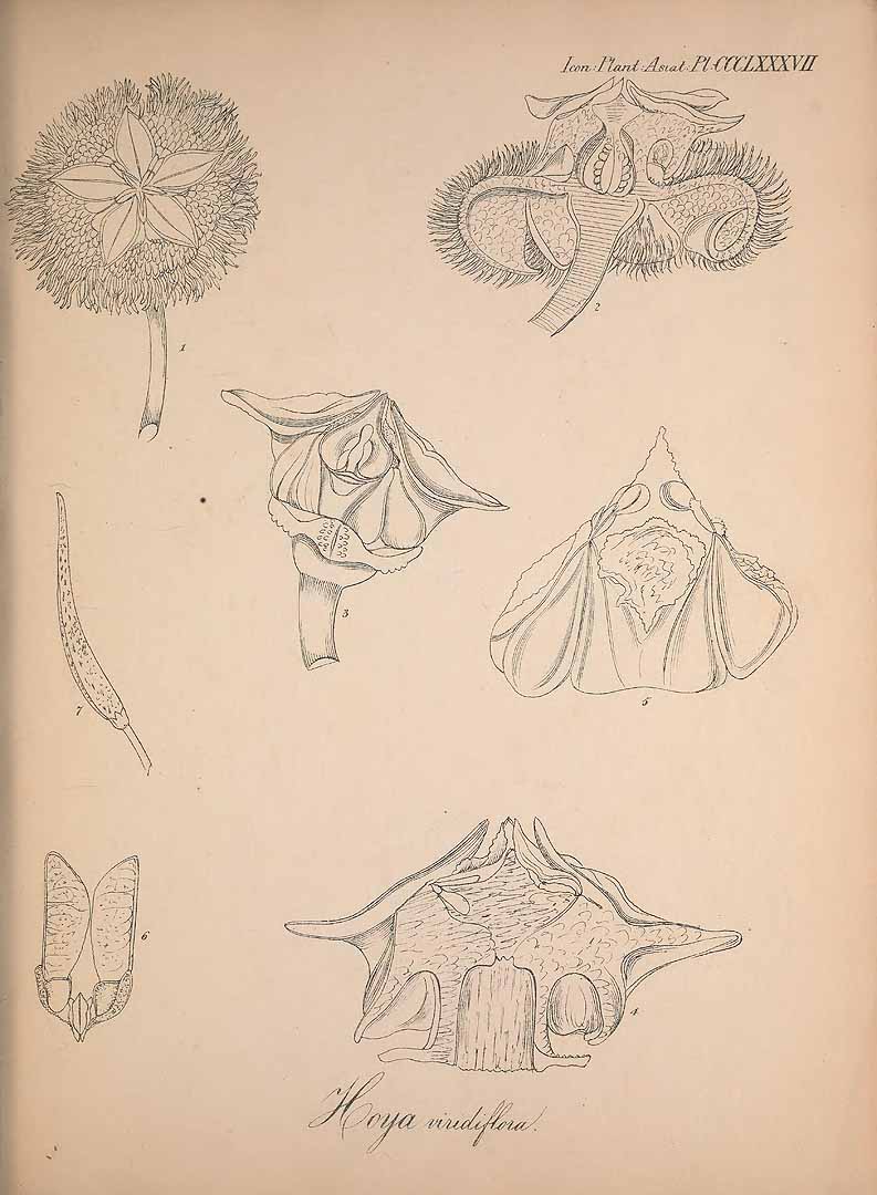 no HD illustration available (m1)