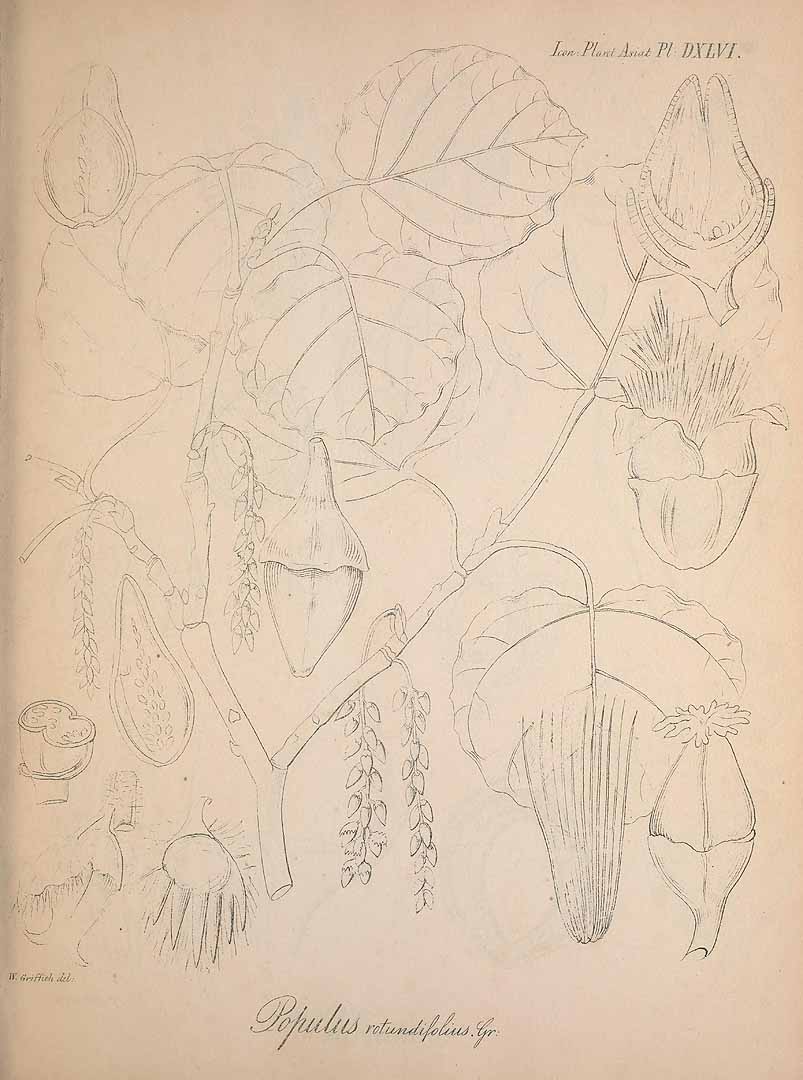 no HD illustration available (m1)