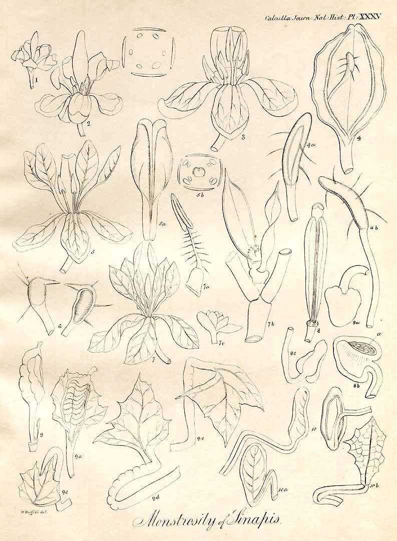 no HD illustration available (m1)