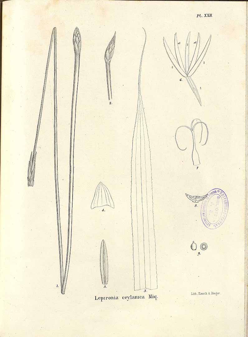 no HD illustration available (m1)