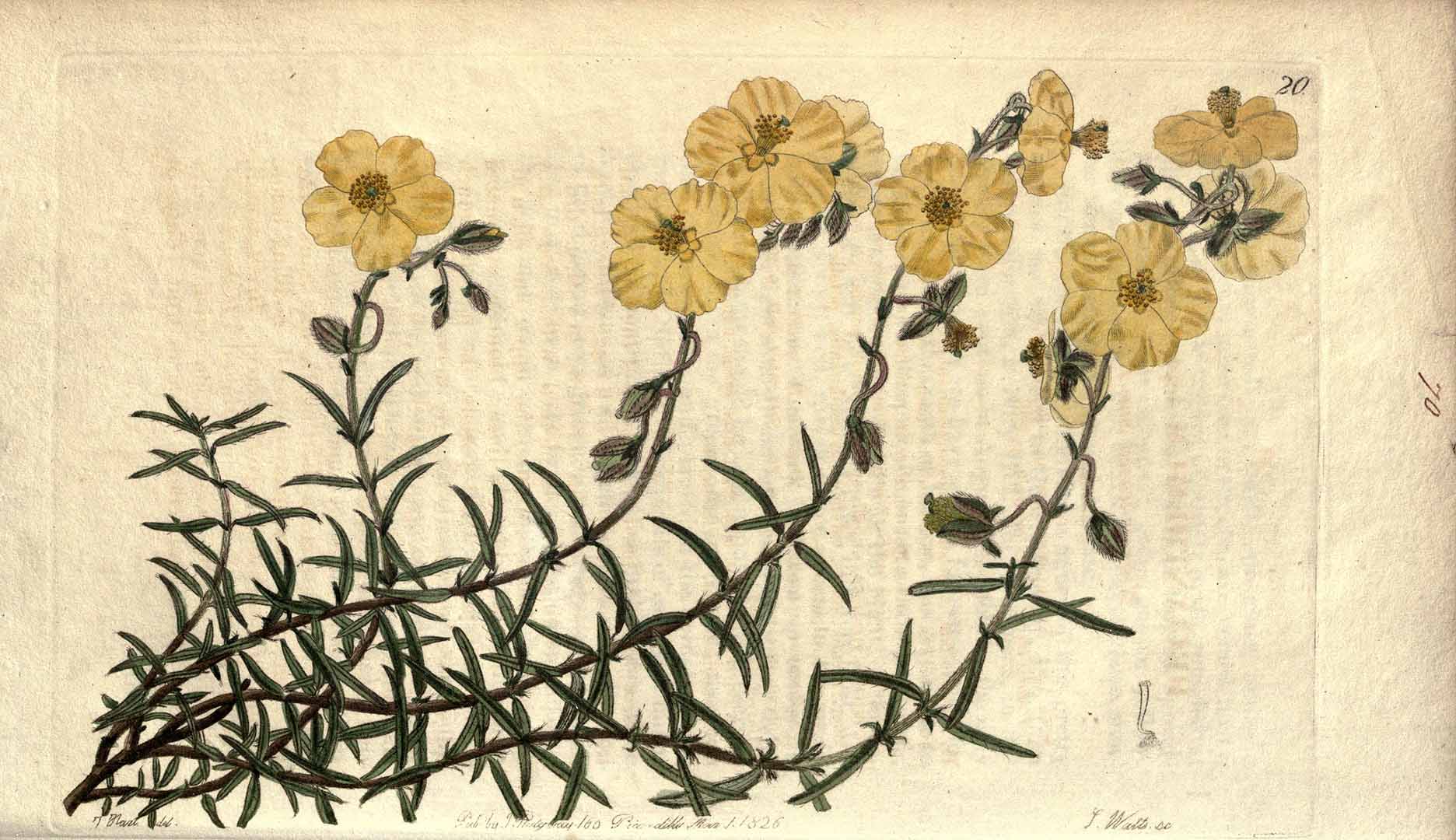 no HD illustration available (m5)