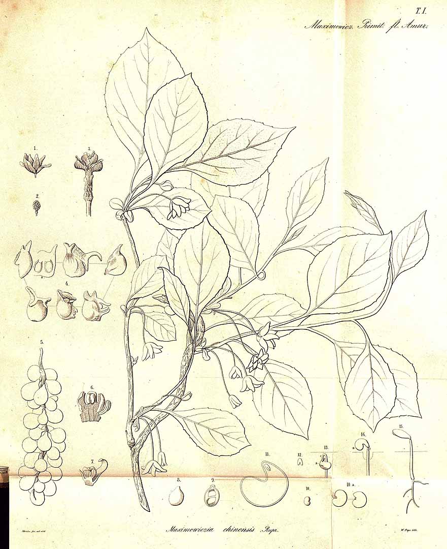 no HD illustration available (m3)