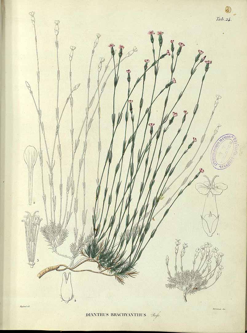 no HD illustration available (m1)