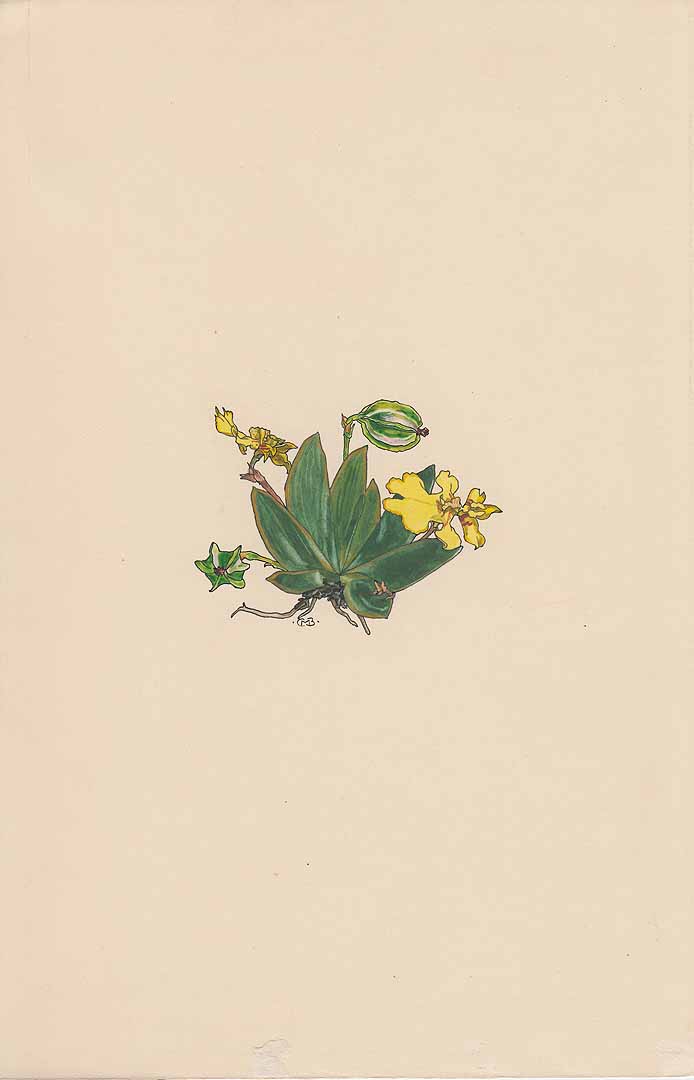 no HD illustration available (m1)