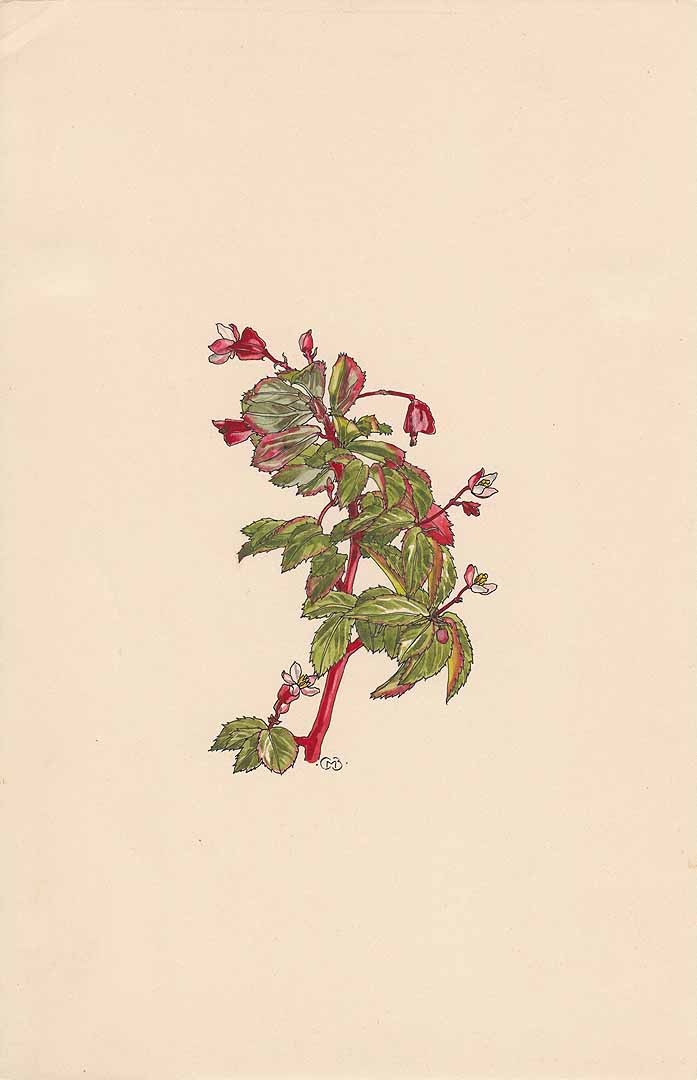 no HD illustration available (m1)