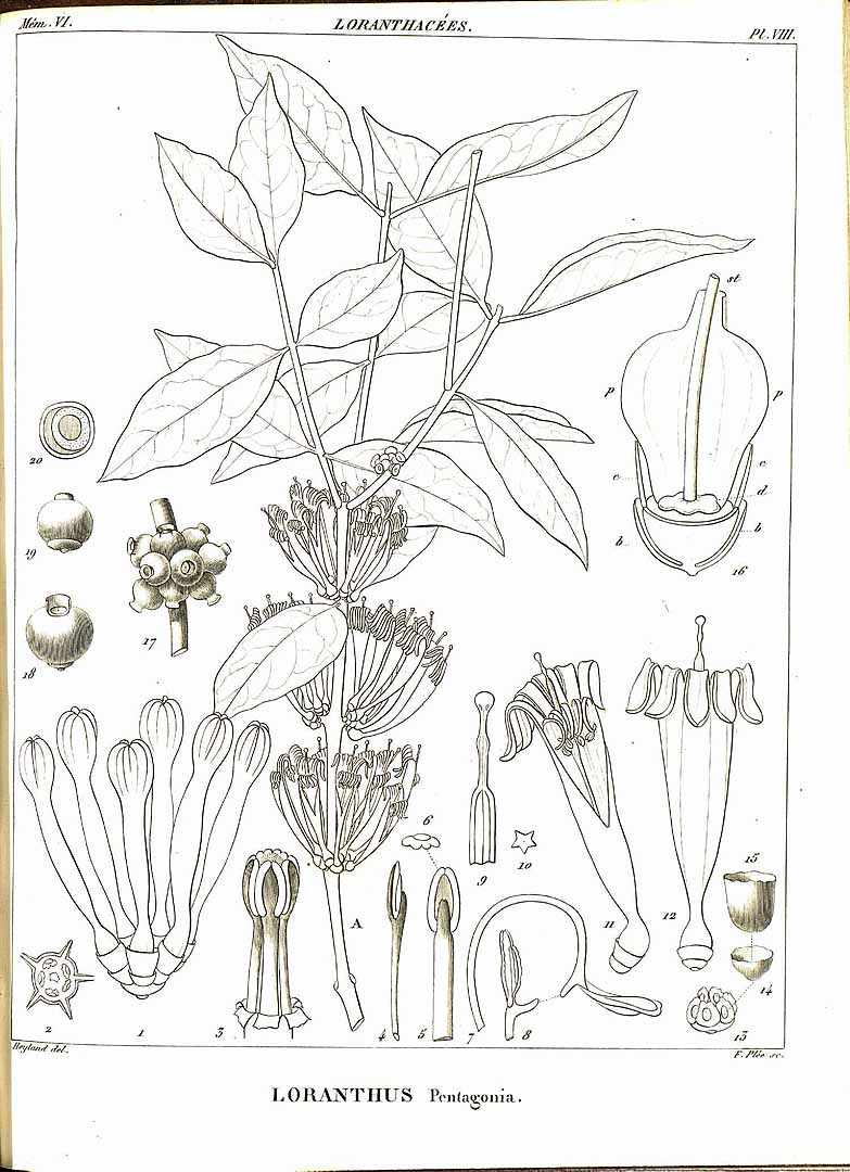 no HD illustration available (m1)