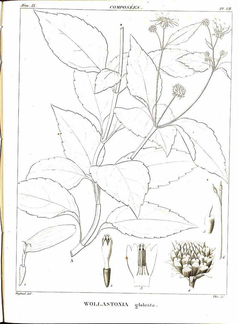 no HD illustration available (m5)
