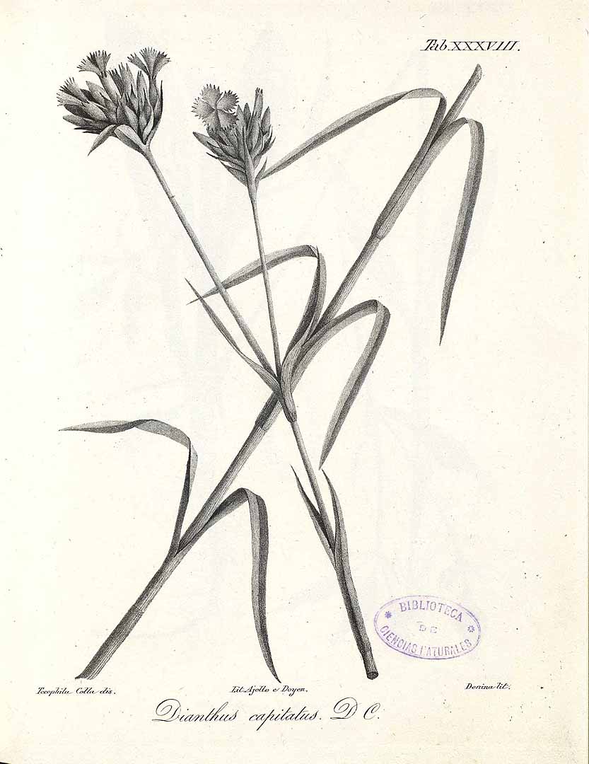 no HD illustration available (m1)