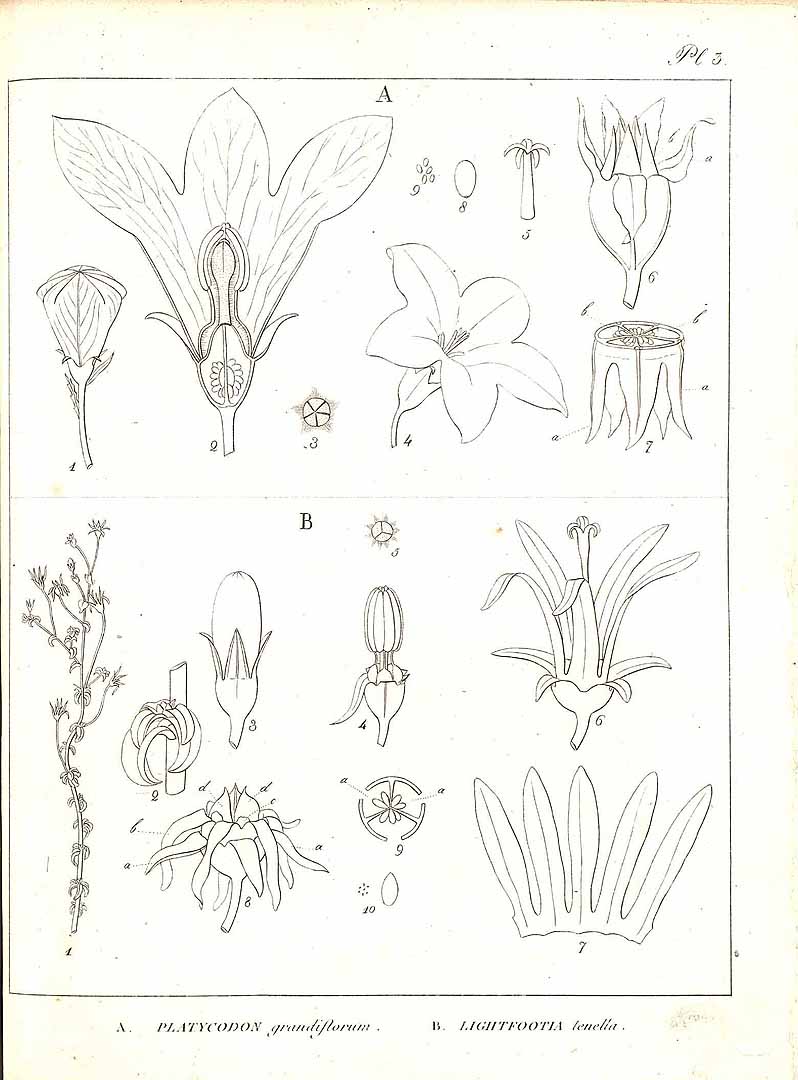 no HD illustration available (m1)