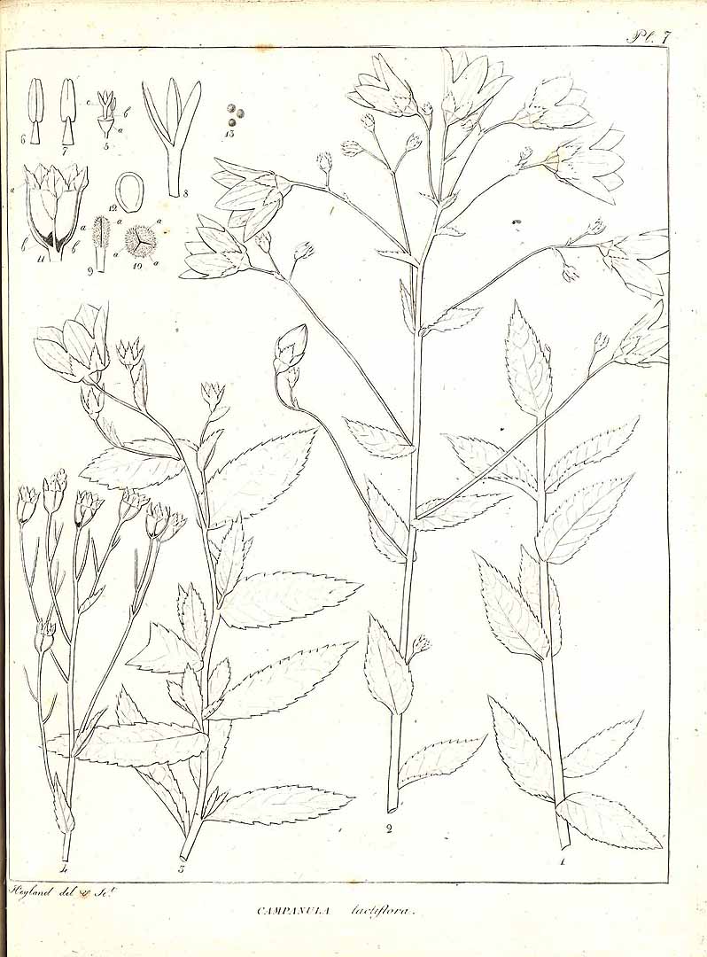 no HD illustration available (m1)