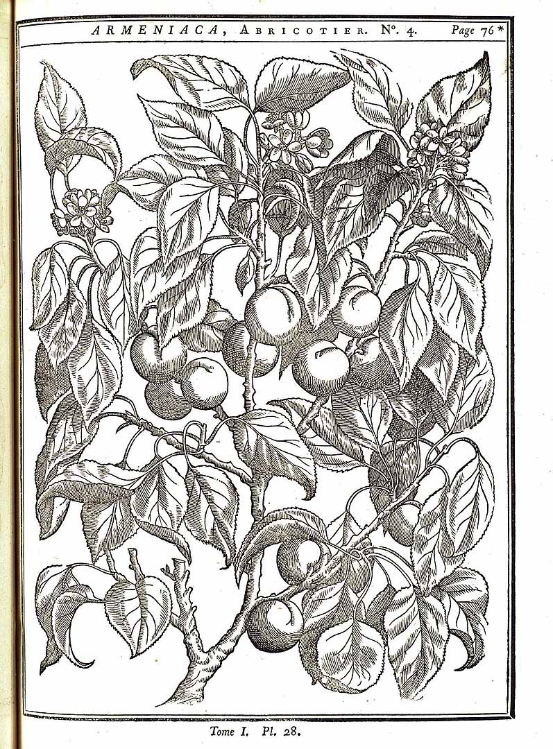 no HD illustration available (m3)