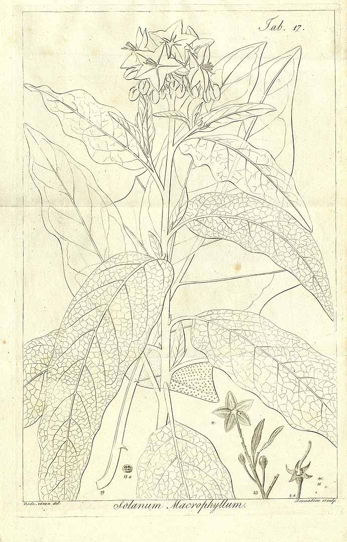 no HD illustration available (m1)
