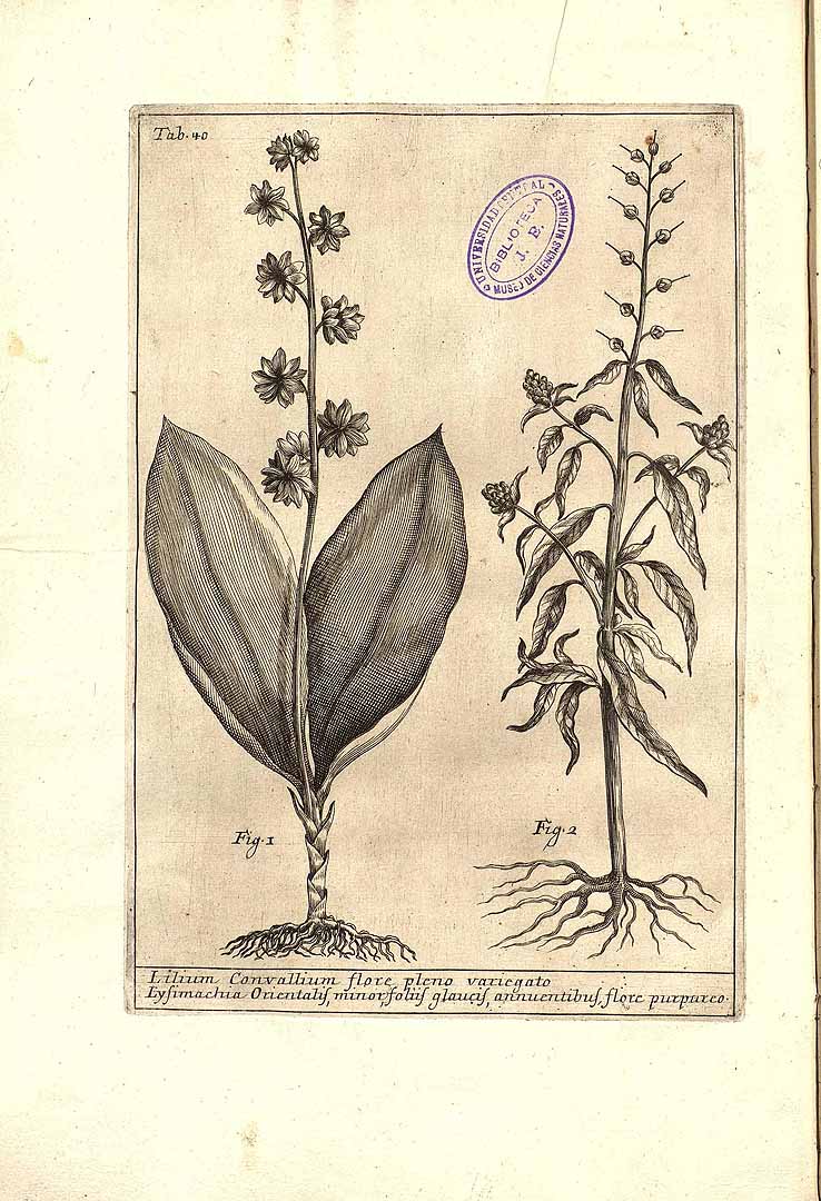 no HD illustration available (m1)