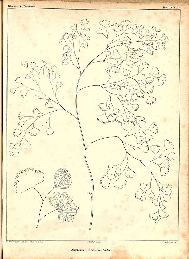 no HD illustration available (m1)