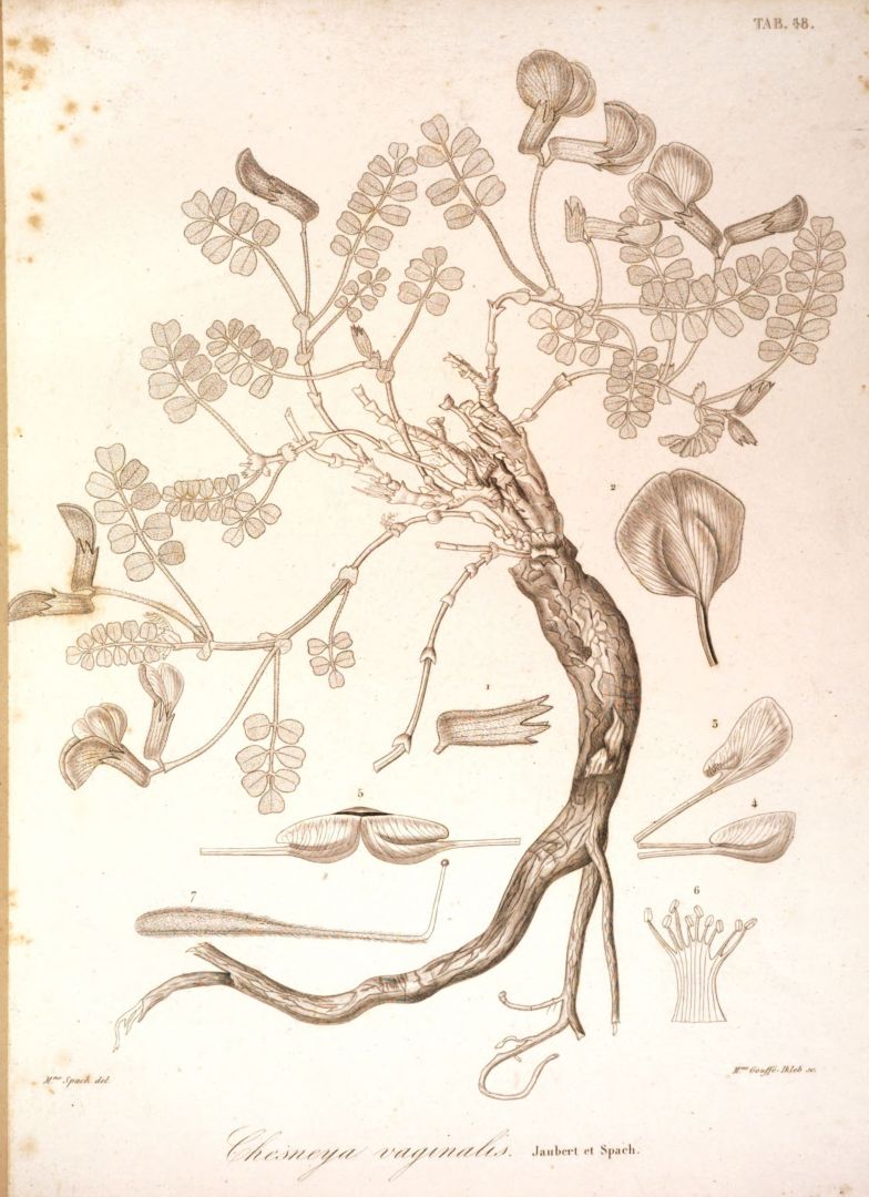 no HD illustration available (m1)
